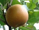 南丹瑶山红梨